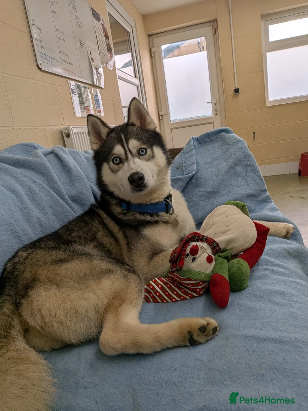 Siberian Husky dogs for adoption: Igloo - Advert 3