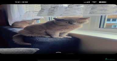 British Shorthair cats - Advert 9