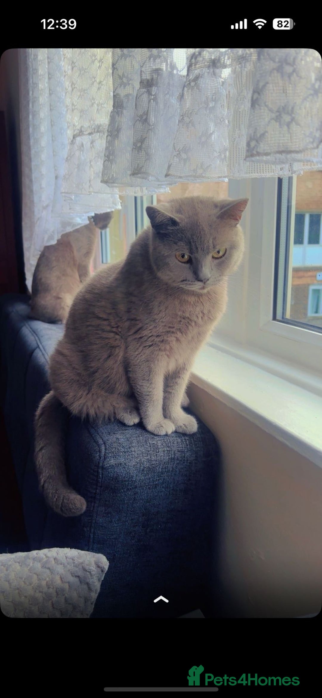 British Shorthair cats for sale: British short hair mother and son  - Image 2