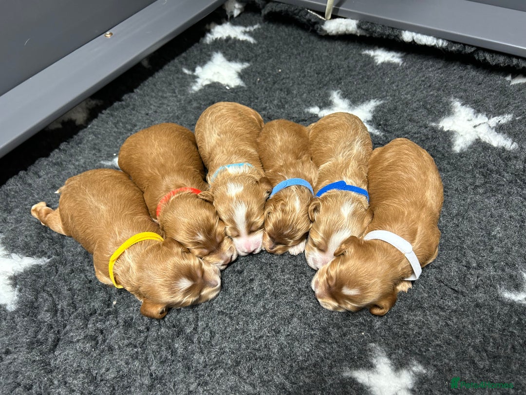 Toy Poodle dogs for stud: EXTENSIVELY HEALTH TESTED TOY POODLE STUD TYSON🌹 in Sheerness - Advert 18