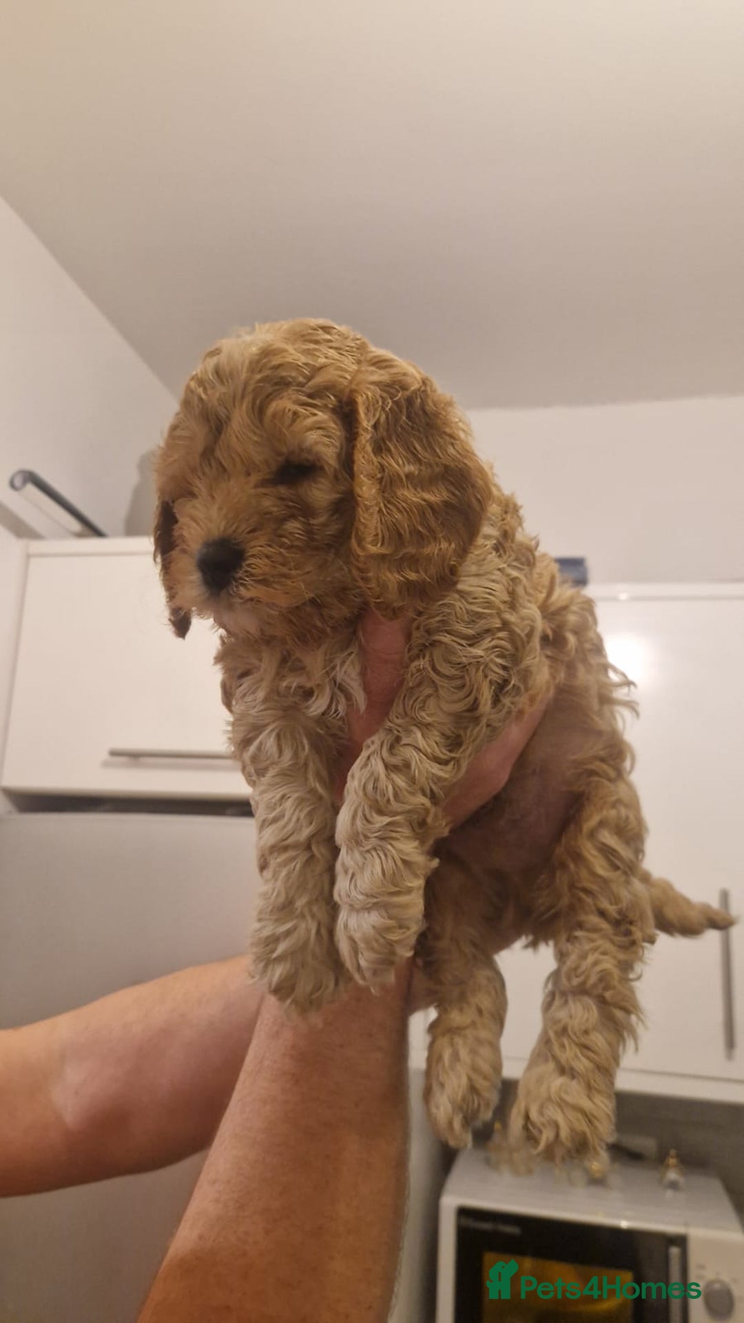 Cockapoo dogs for sale: LAST BOY LEFT ABSOLUTELY STUNNING COCKAPOO  - Image 3