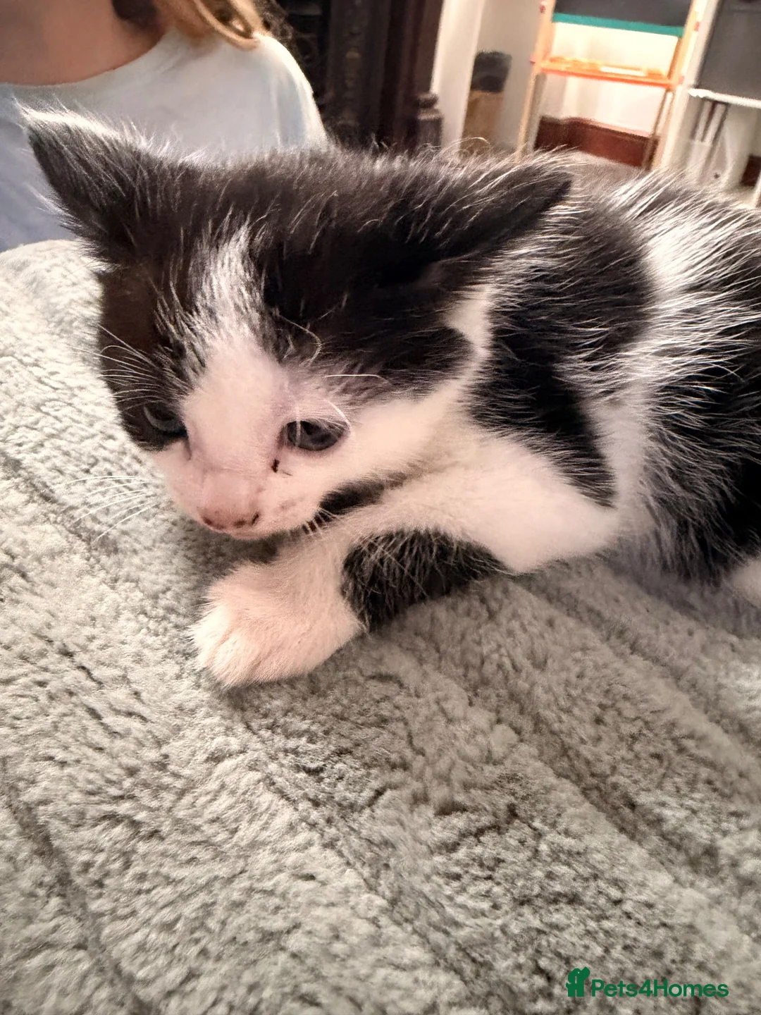 Mixed Breed cats for sale: Last two kittens ready for reserving  - Advert 5
