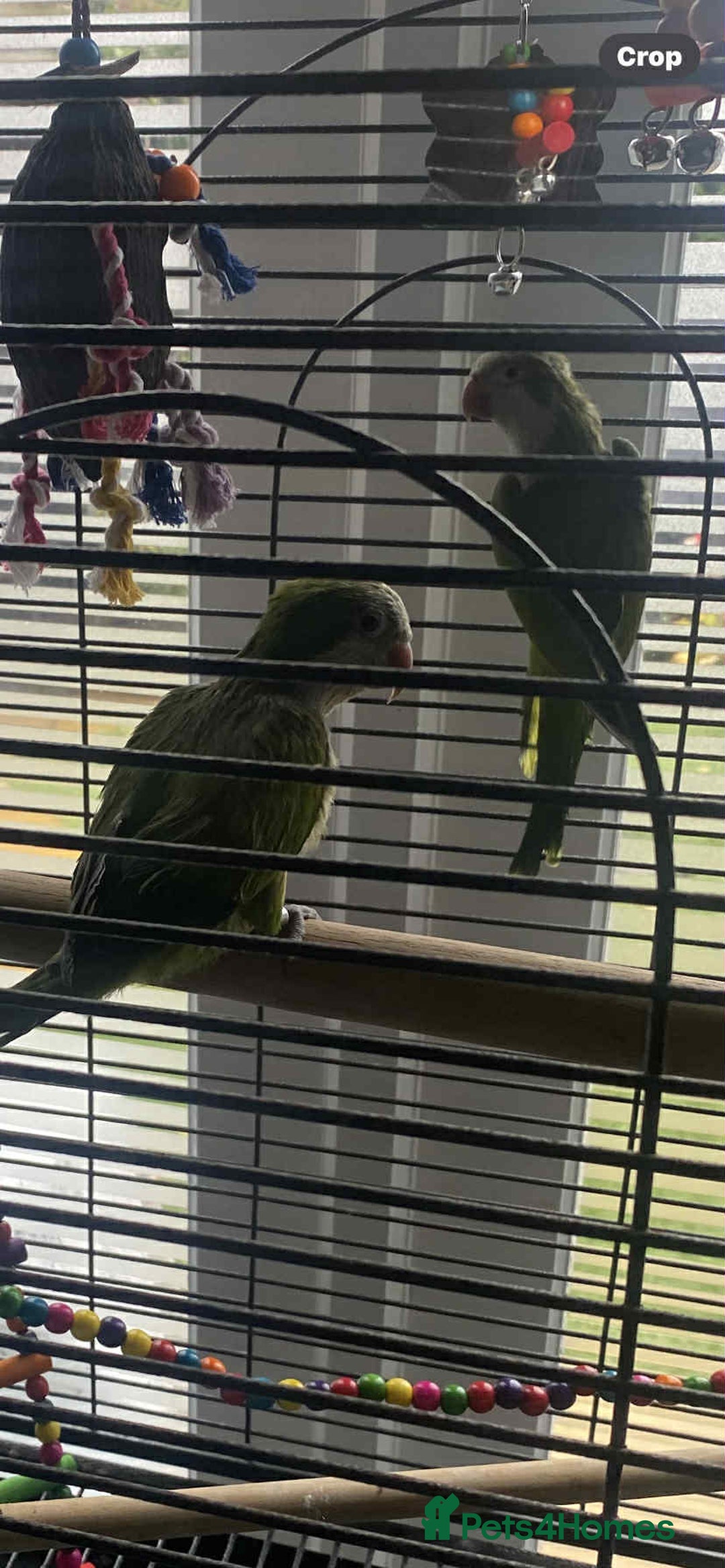 Parakeets birds for sale: 2 male Quaker parrots for sale  - Advert 4