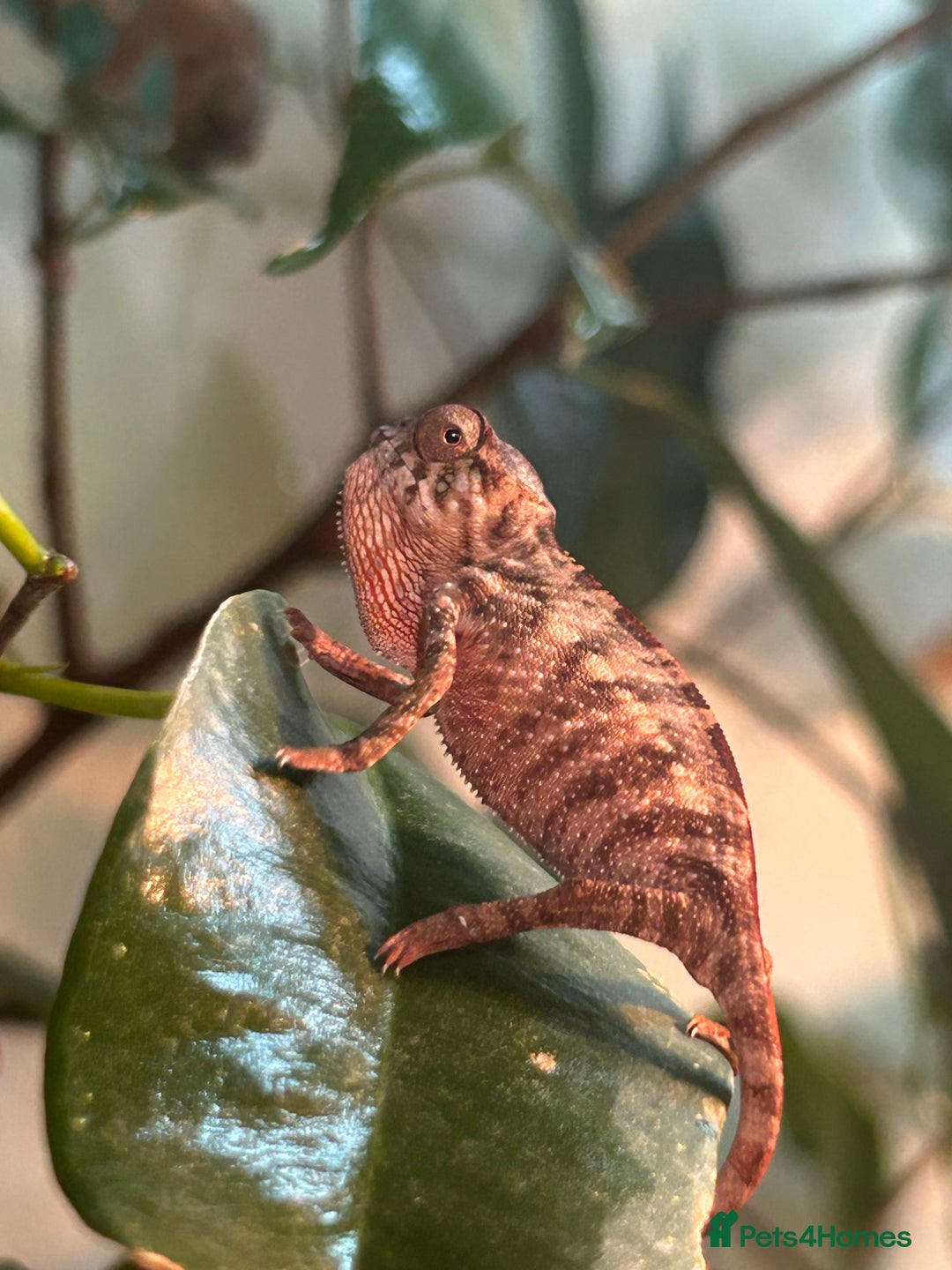 Chameleon reptiles for sale: Red belly red bar Panther chameleons  - Advert 1