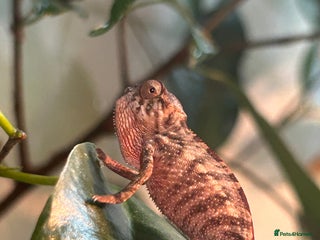 Chameleon reptiles Red belly red bar Panther chameleons - Advert 1