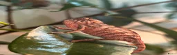 Chameleon reptiles for sale: Red belly red bar Panther chameleons  - Advert 1