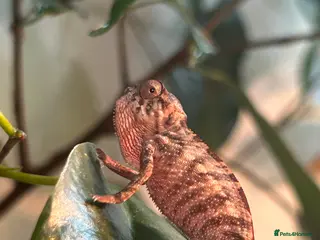 Chameleon reptiles Red belly red bar Panther chameleons - Advert 3