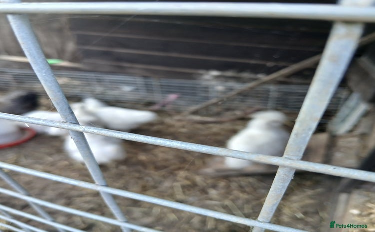 Mixed Breed poultry - Advert 1