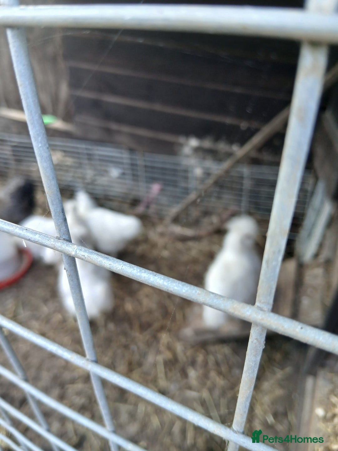 Mixed Breed poultry for sale: Silkie cross chicks - Image 1
