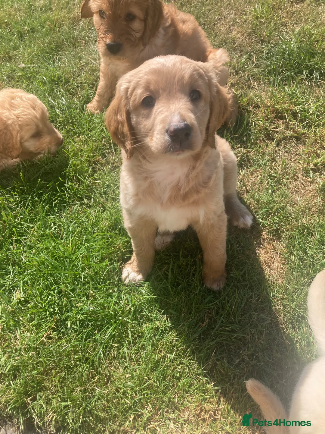 Labradoodle dogs for sale: Labradoodle pups in Alford - Advert 2