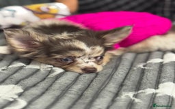 Chihuahua dogs for sale: READY TO GO.Chihuahua Long Choc Merle Girl BlueEye - Image 5