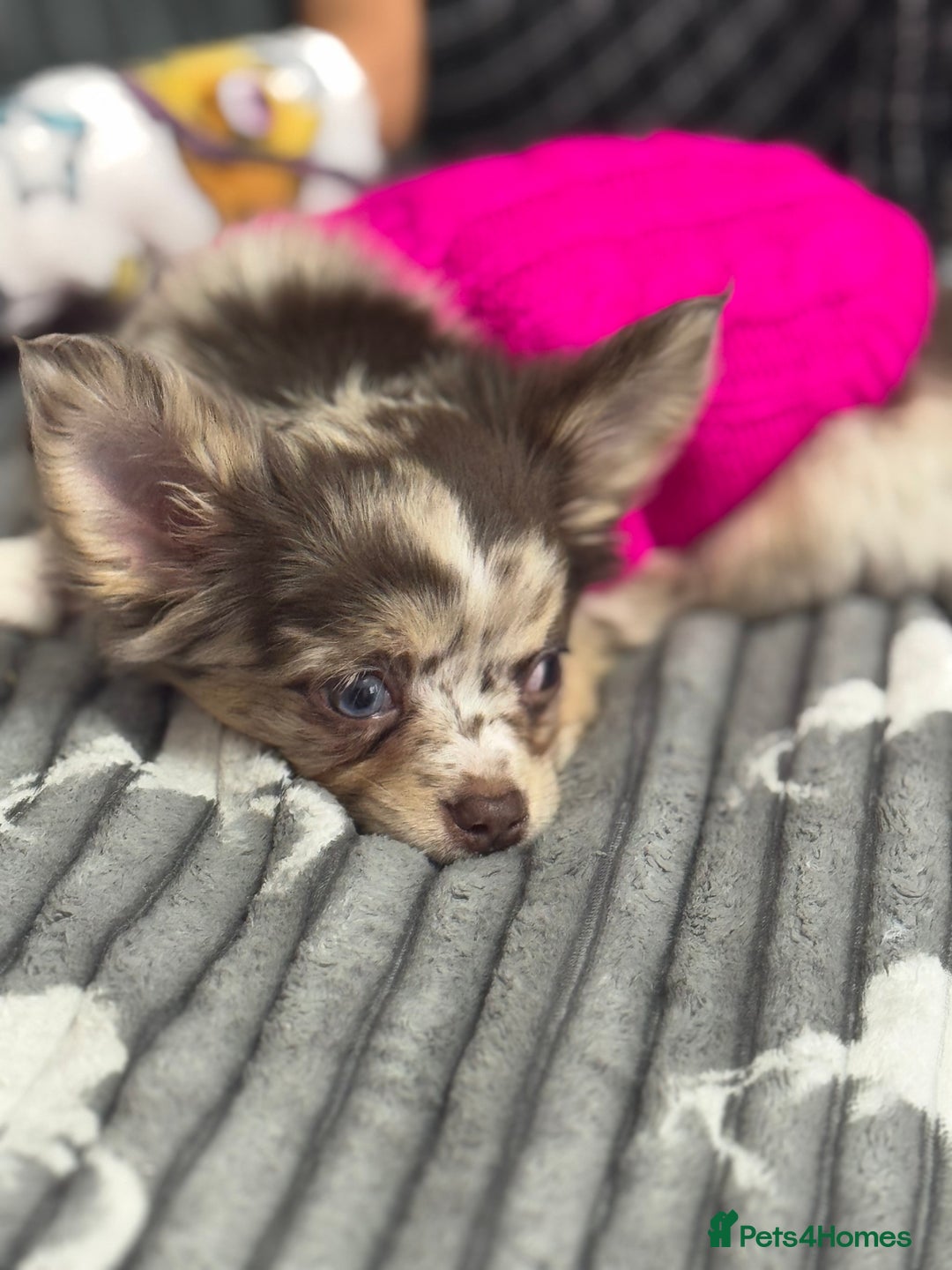 Chihuahua dogs for sale: READY TO GO.Chihuahua Long Choc Merle Girl BlueEye - Image 5