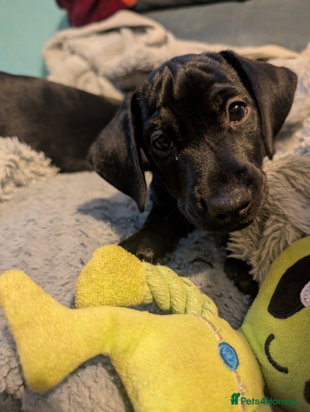 Mixed Breed dogs for sale: Doxie-Dales ready now - Image 33