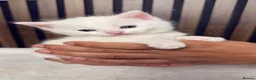 British Longhair cats for sale: 6 Fluffy White or Black Kittens | Ready in 3 Days! - Advert 29