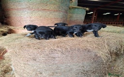 Borador dogs for sale: Labrador x Border Collie pups for sale - Image 6