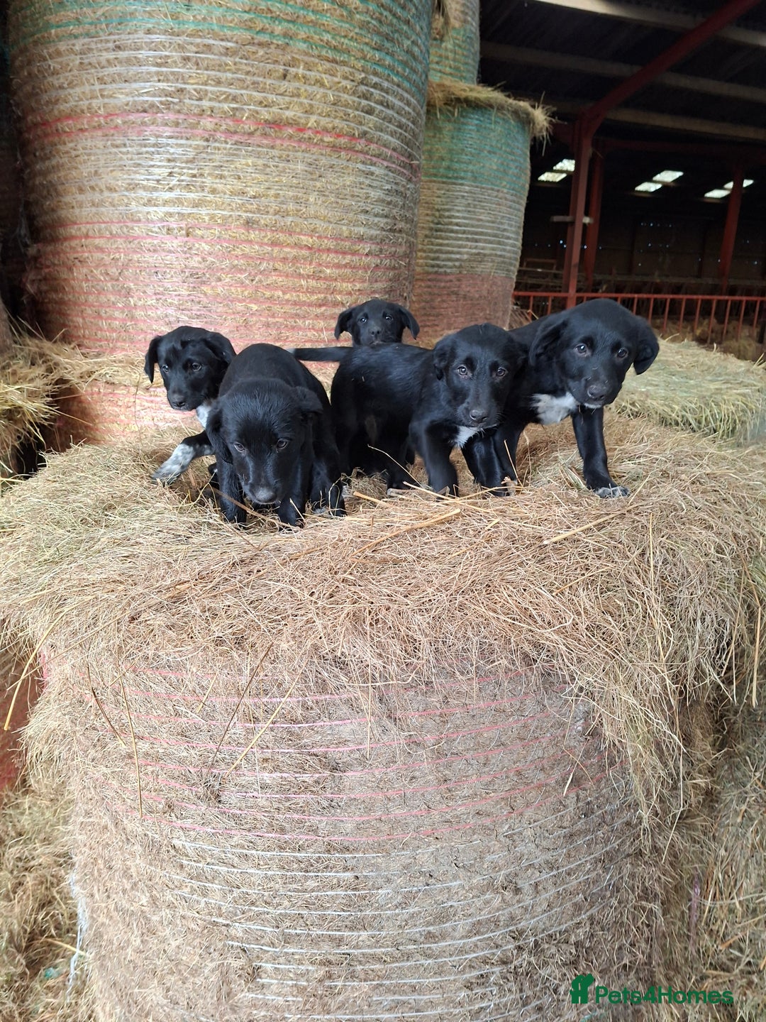 Borador dogs for sale: Labrador x Border Collie pups for sale - Image 6