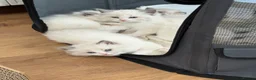 Ragdoll cats for sale: Surreys Finest & Fluffiest TICA Ragdoll Kitten  - Advert 26