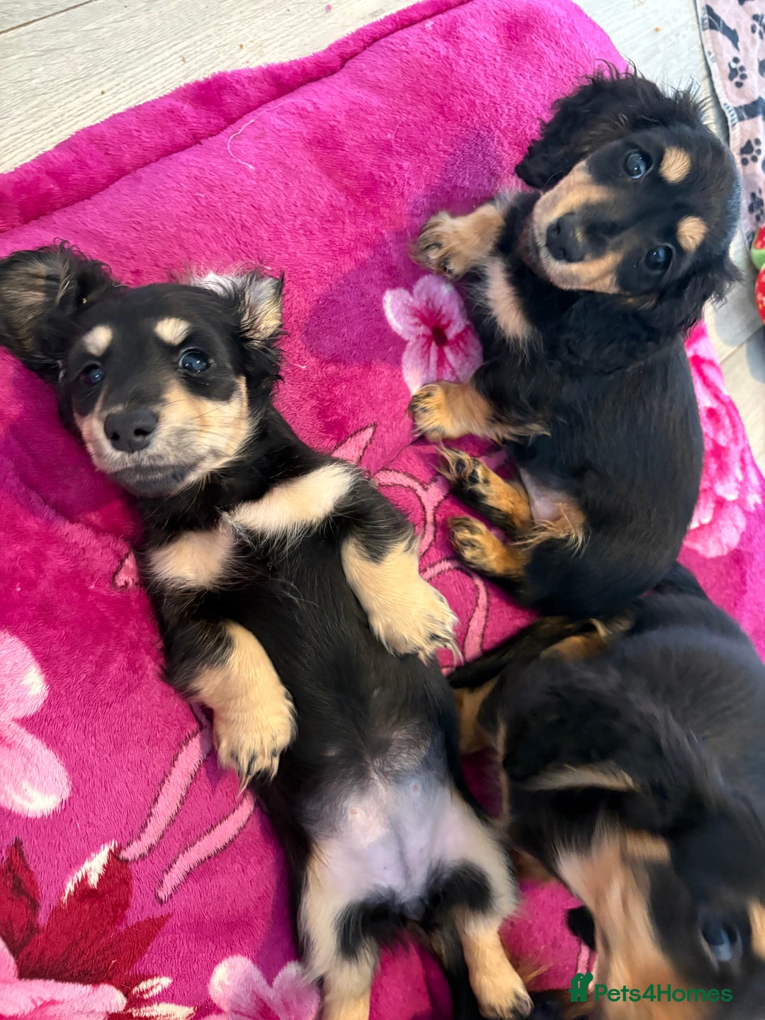 Miniature Dachshund dogs for sale: Beautiful KC Miniture long haired dachshund girl  - Advert 3