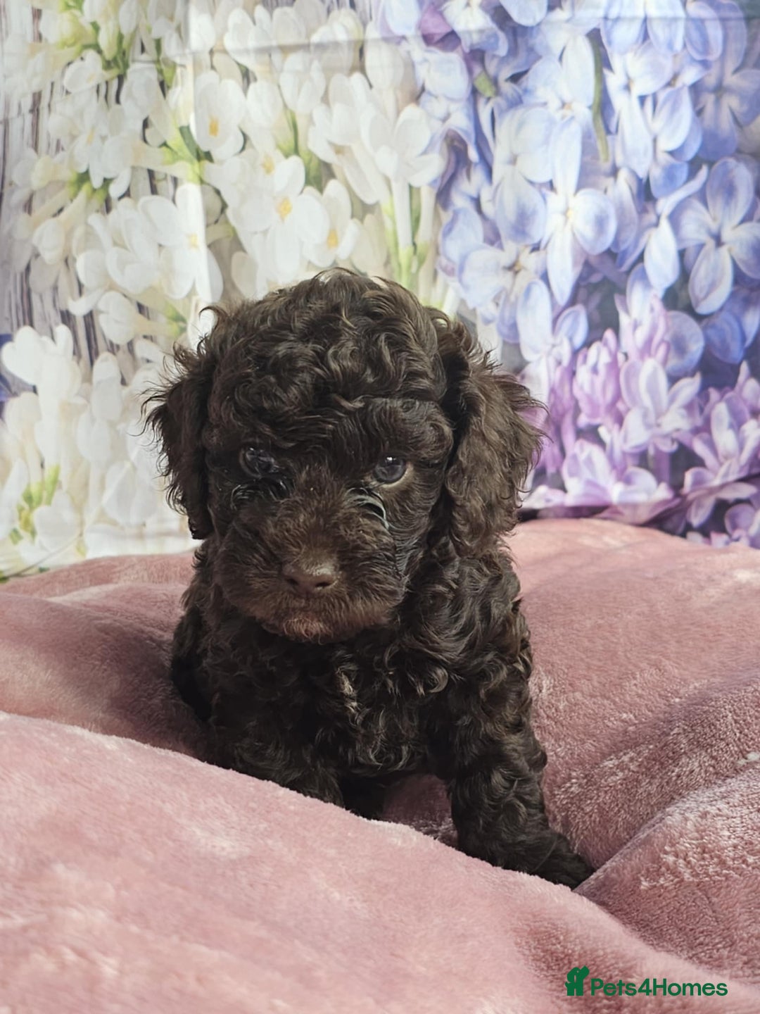Cockapoo dogs for sale: sable & phantom & tri colour cockapoo puppies  - Image 12