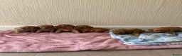 Cavapoo dogs for sale: 7 beautiful Cavapoo puppies  - Advert 2