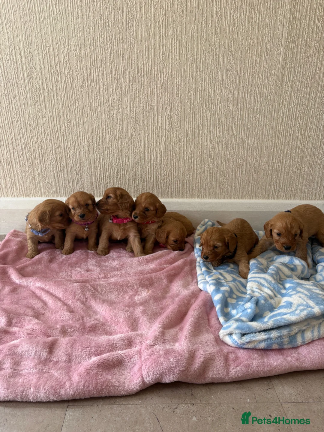 Cavapoo dogs for sale: 7 beautiful Cavapoo puppies  - Advert 2