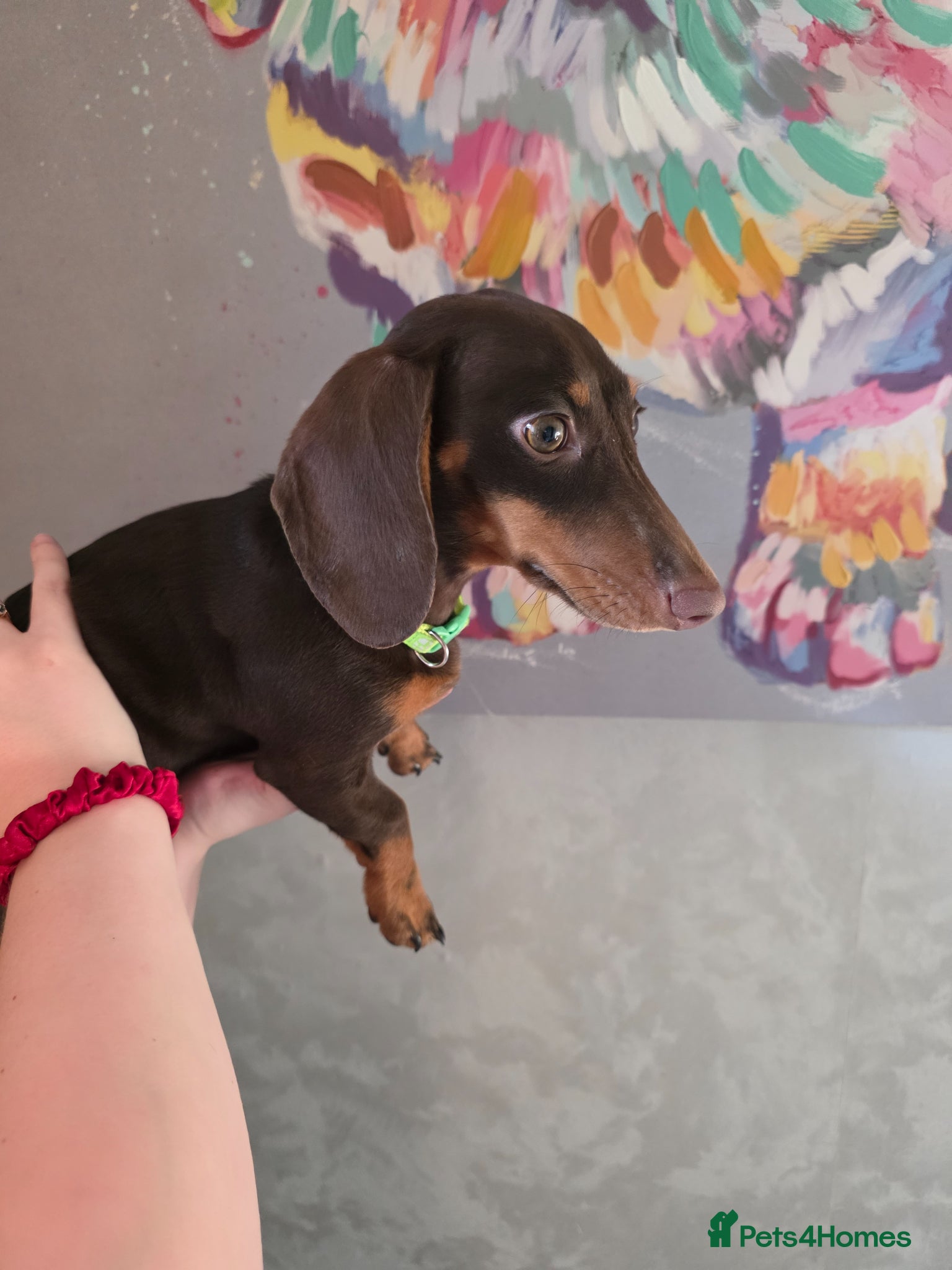 Miniature Dachshund dogs Choc and tan female  - Advert 18
