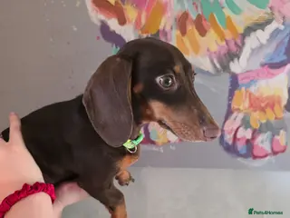Miniature Dachshund dogs Choc and tan female - Advert 18