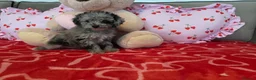 Toy Poodle dogs for sale: Gorgeous littler of x ** mall toy poodles  - Advert 5