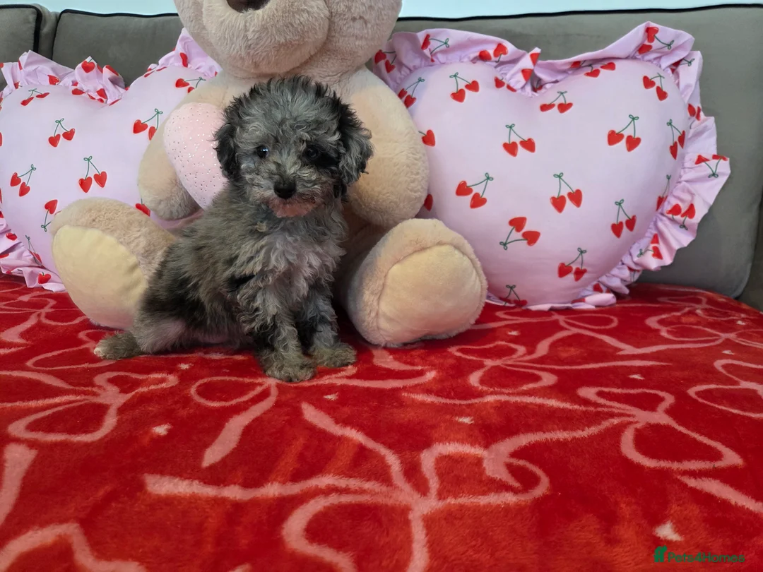 Toy Poodle dogs for sale: Gorgeous littler of x ** mall toy poodles  - Advert 5