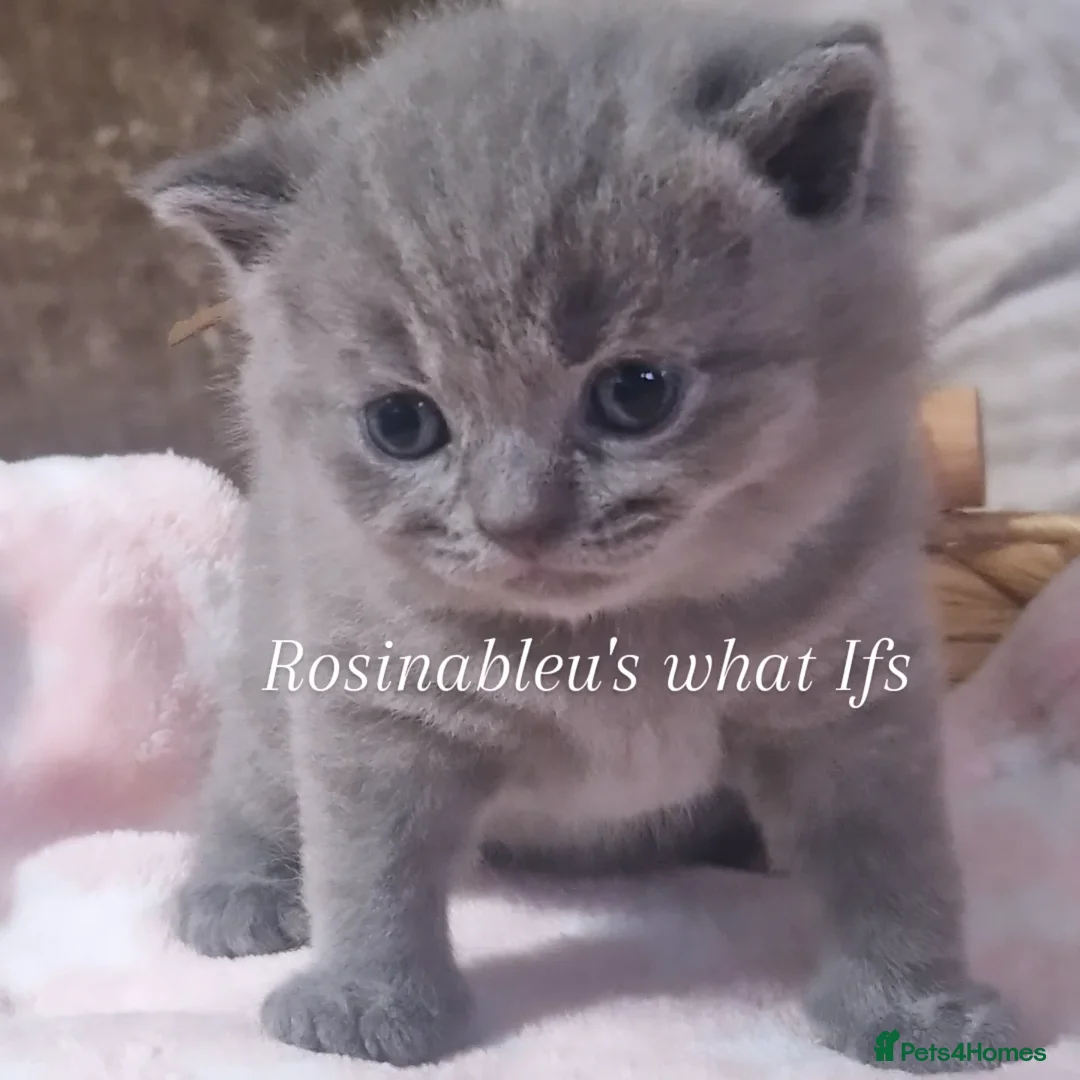 British Shorthair cats for sale:  Gccf British shorthair kittens champion lines 🏆 - Advert 16