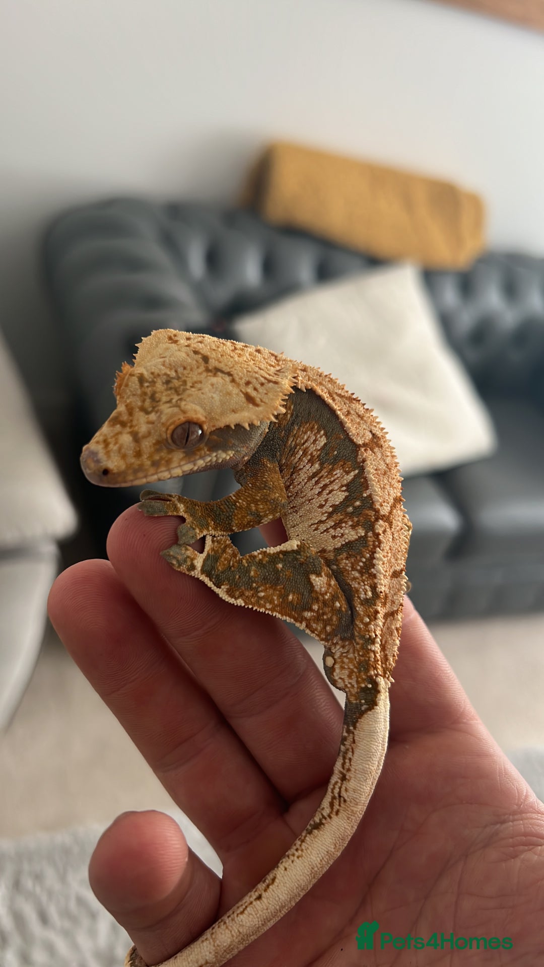 Gecko reptiles for sale: 💥🌊Various geckos for sale message for prices ✅ - Advert 7