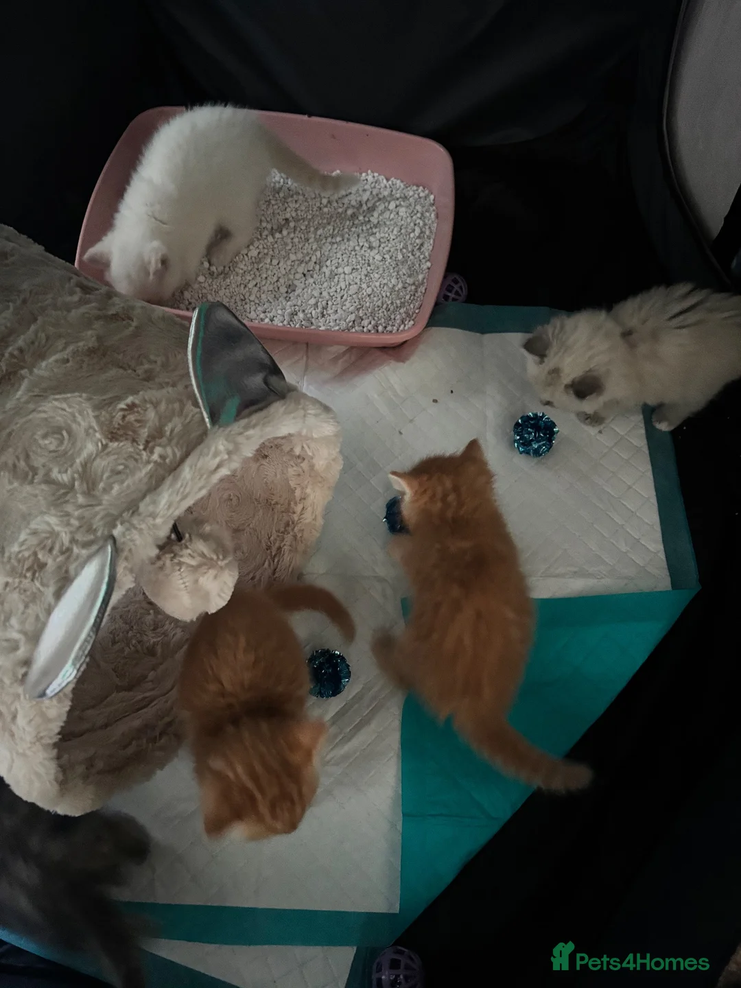 Ragdoll cats for sale: Sweet Ragdoll x angora - Advert 37