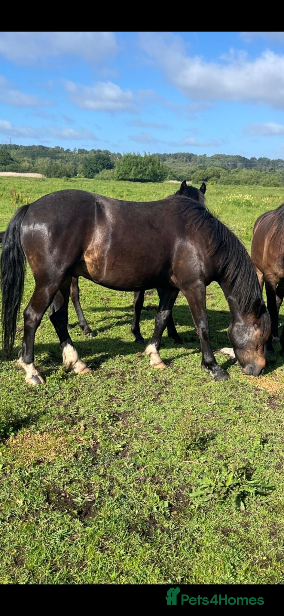 New Forest horses Geldings  - Advert 4