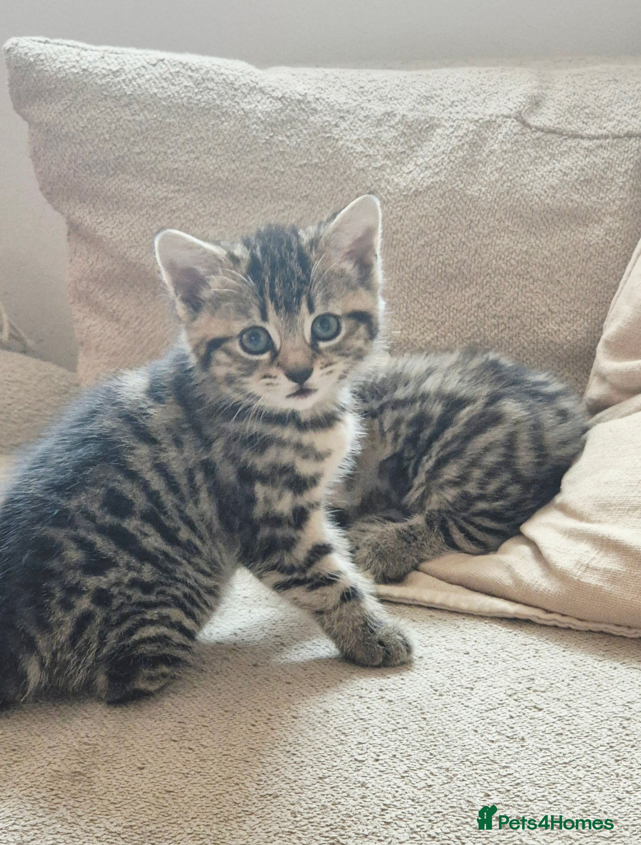 Mixed Breed cats Barn/House Kittens for Sale  - Advert 2