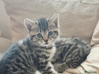 Mixed Breed cats Barn/House Kittens for Sale - Advert 6