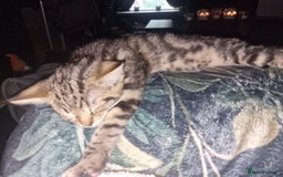 Domestic Shorthair cats for sale: 2 beautiful girls for sale  - Image 8