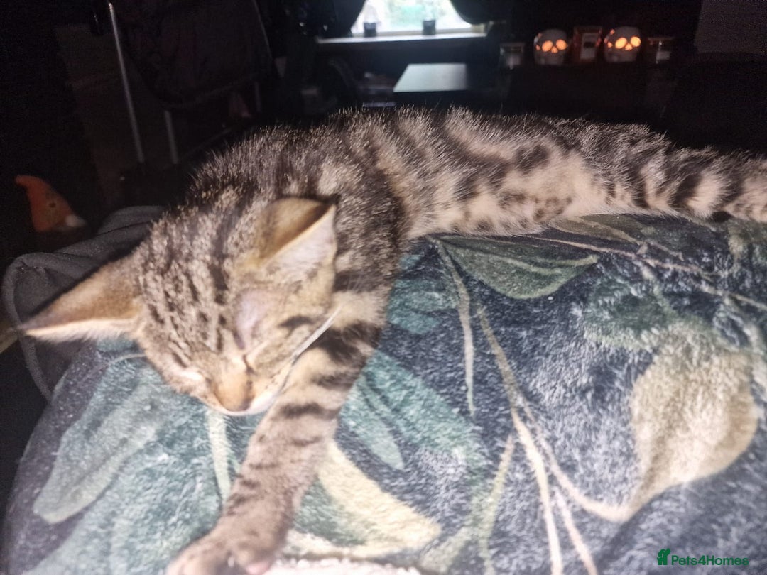 Domestic Shorthair cats for sale: 2 beautiful girls for sale  - Image 8