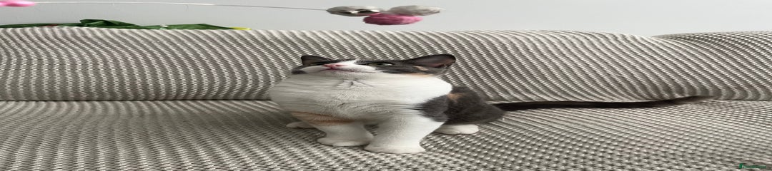 Mixed Breed Kitten 2