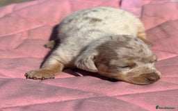 Miniature Dachshund dogs for sale: Miniature dachshund puppy’s ❤️ - Image 15