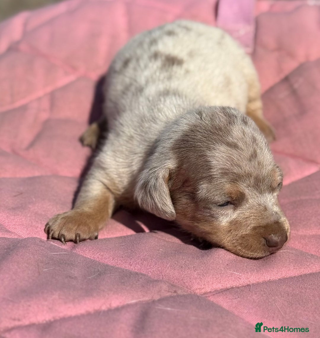 Miniature Dachshund dogs for sale: Miniature dachshund puppy’s ❤️ - Image 15