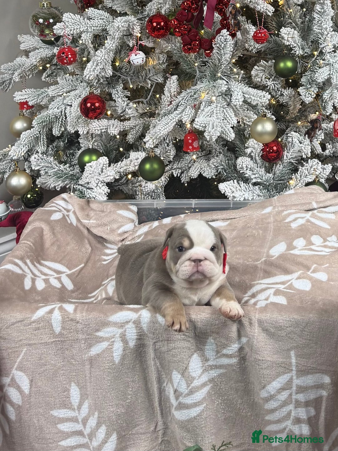 English Bulldog dogs for sale: 🐾 English Bulldog puppies available 🐾 - Advert 5