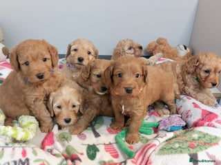Cockapoo dogs Home bred, well socialised, trained,F1b cockapoos - Advert 11