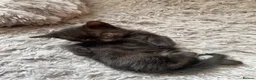 Domestic Shorthair cats for sale: 4 beautiful male kittens.  - Advert 4