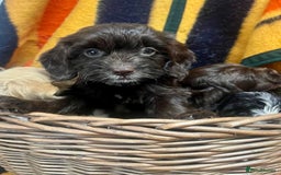 Cockapoo dogs for sale: F1 Cockapoo Puppies.  - Image 1