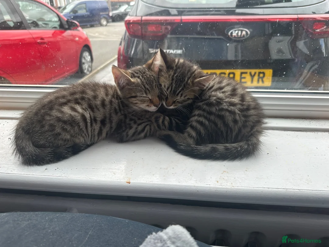 British Shorthair cats for sale: Beautiful Tabby Male Kitten –Ready Now - Advert 2