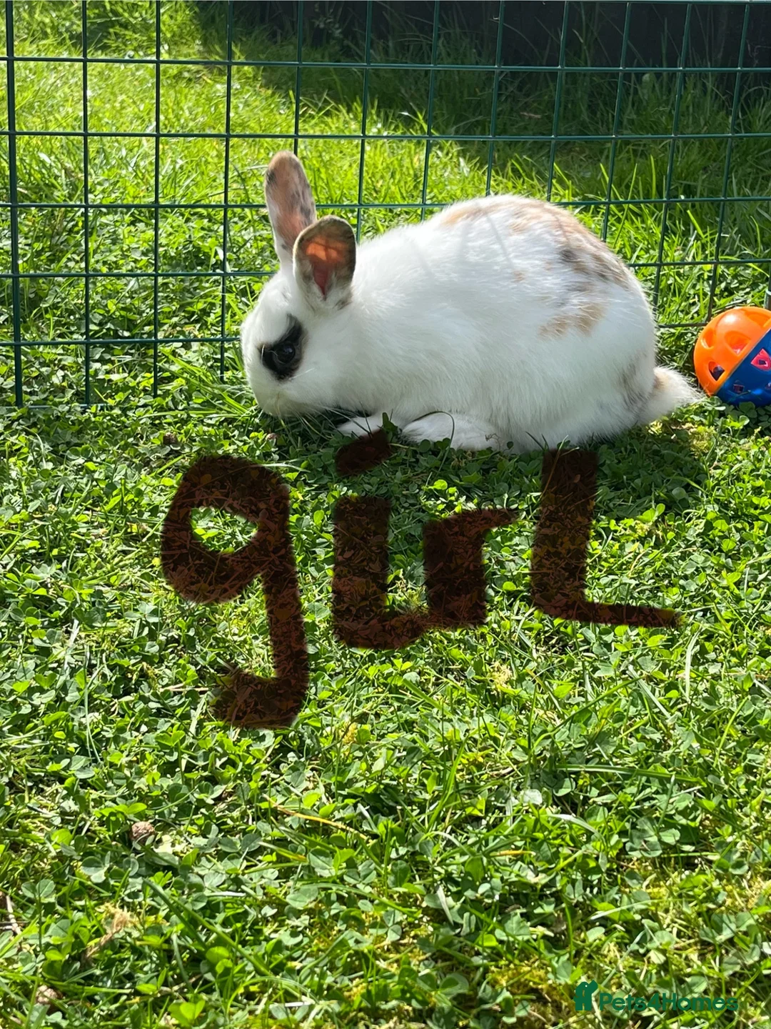 Mixed Breed rabbits for sale: English lop mixed with palomino  in Norwich - Advert 3