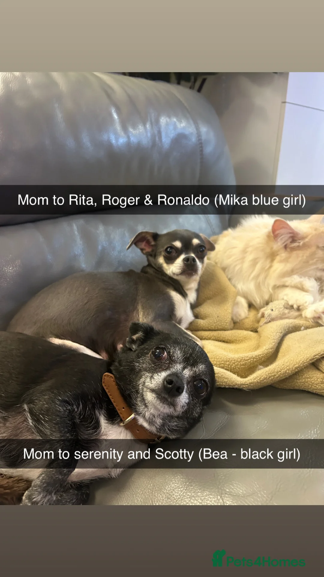 Chihuahua dogs for sale: READY NOW - chihuahua puppies smooth & long - Advert 2