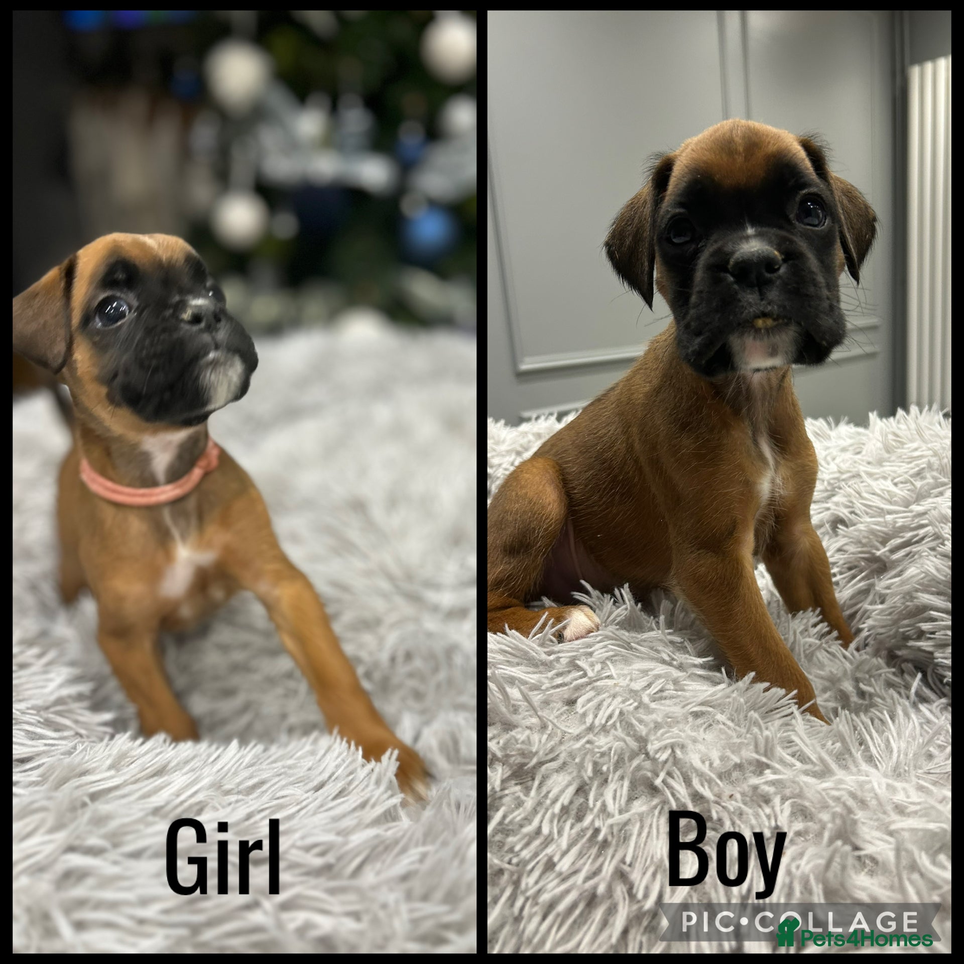 Boxer dogs 9 Beautiful Boxer Puppies - Pet Only  - Advert 1