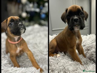 Boxer dogs 9 Beautiful Boxer Puppies - Pet Only - Advert 2