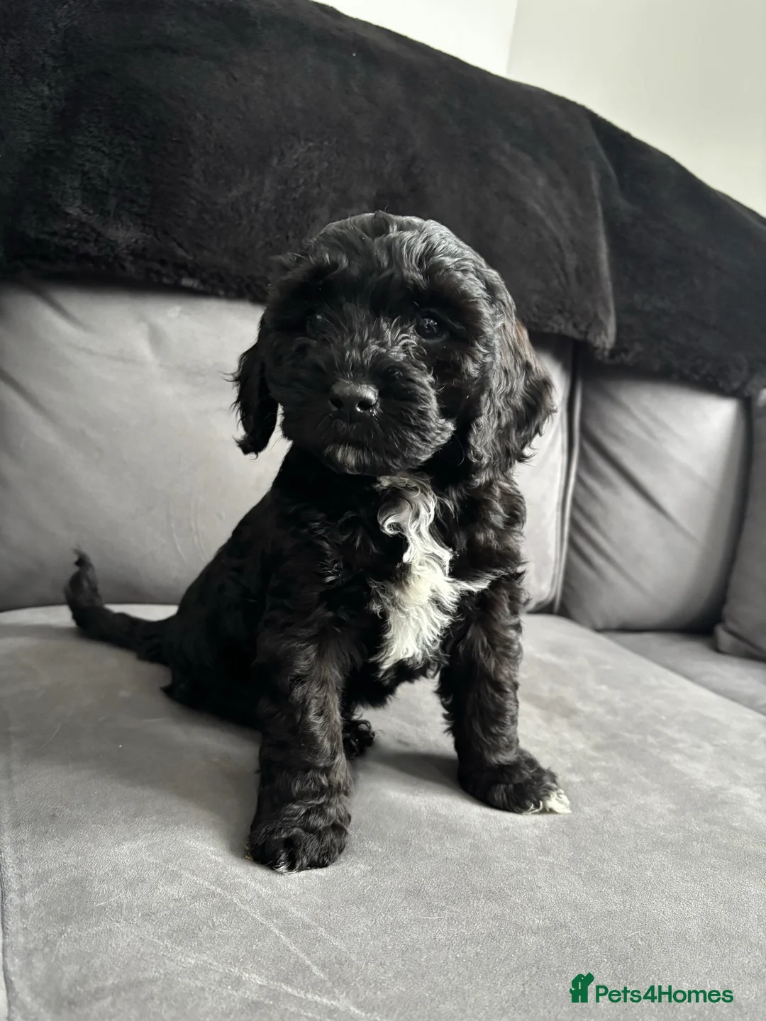 Cockapoo dogs for sale: F1 toy cockapoo’s - Advert 1